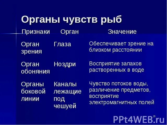 Органы чувств рыб. Органы чувств рыбы таблица 7 класс биология. Характеристика органов чувств у рыб. Органы чувств у рыб характеристика и значение. Органы чувств рыб.