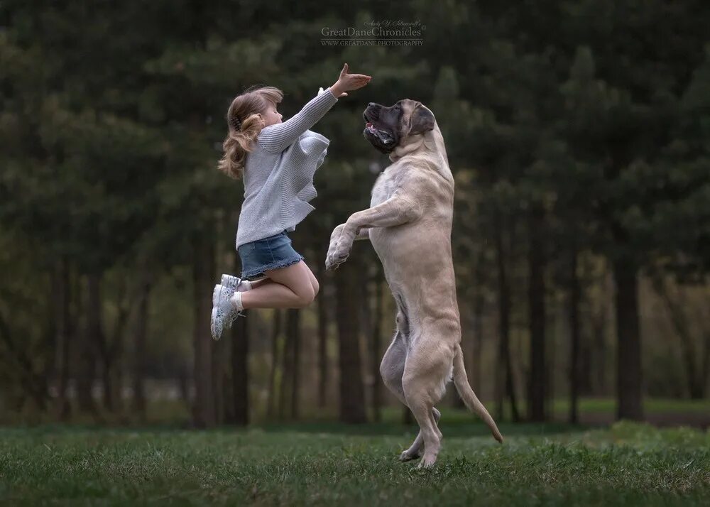 Собака зож. The funny puppy can run and jump. Собака прыгает на девочку. Собака прыгает на девушку. Walking cuteness.