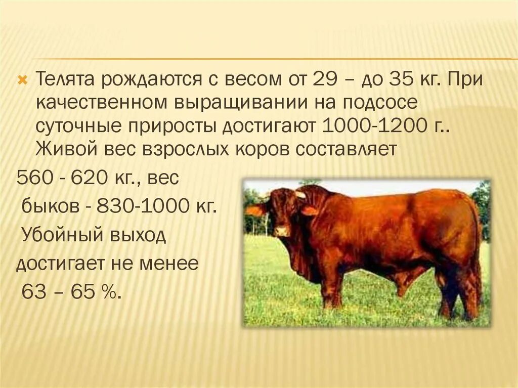 Живой вес теленка. Презентация мясной породы КРС. Вес взрослой коровы. Основные породы мясного скота. Масса быка.