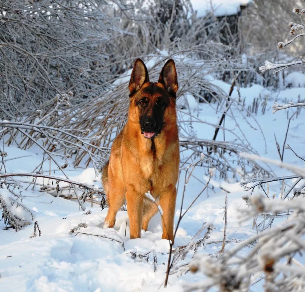 американская овчарка рыжая. зонарно рыжая немецкая овчарка. немецкая овчарка буран. зонарно рыжая овчарка. шилонская овчарка рыжая.