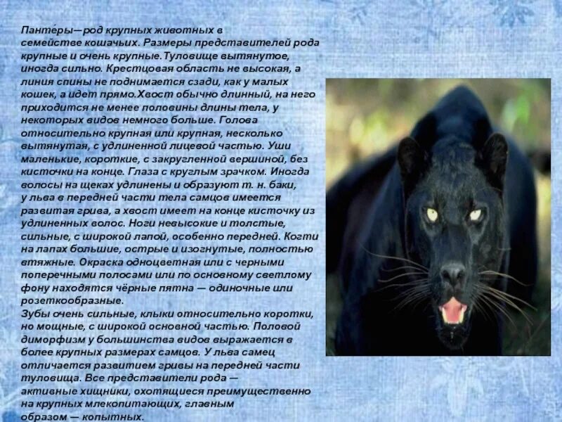 Пантера презентация. Пантера описание. Сообщение о пантере. Сообщение о пантере. Доклад про пантеру.