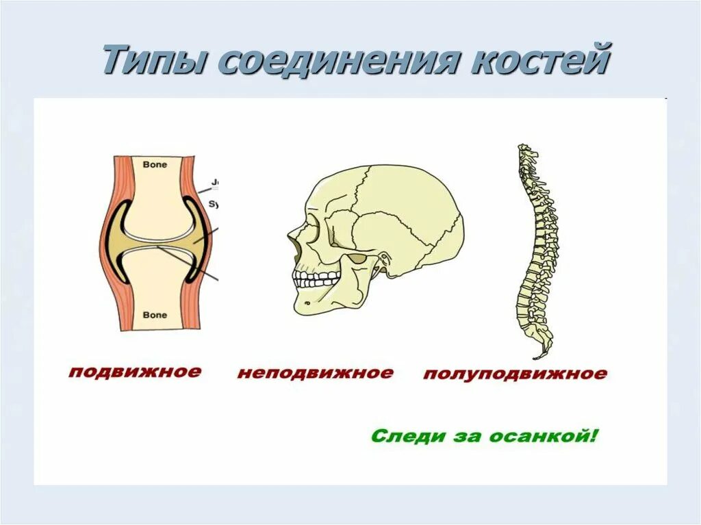 Подвижное соединение между костями. Подвижное полуподвижное и неподвижное соединение костей. Неподвижные полуподвижные и подвижные соединения костей. Типы соединения костей полуподвижные. Соединения костей подвижные и неподвижные полуподвижные таблица.