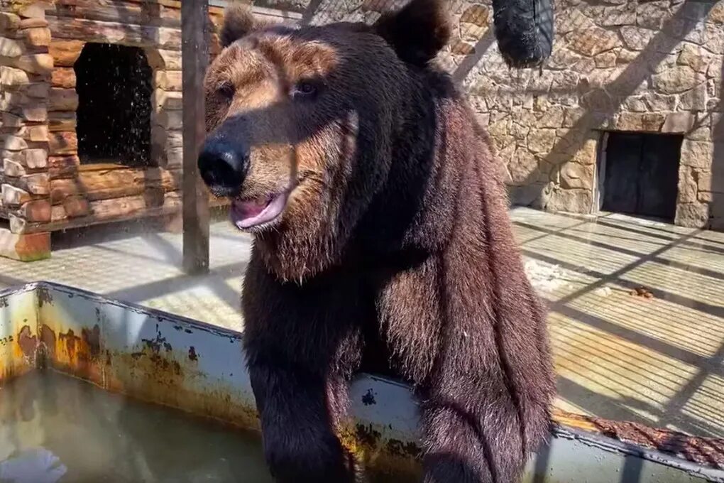 Бурый медведь калининградский зоопарк. Бурый медведь в зоопарке. Сколько медведей в зоопарке. Московский зоопарк бурый медведь. Сколько медведей в зоопарке.