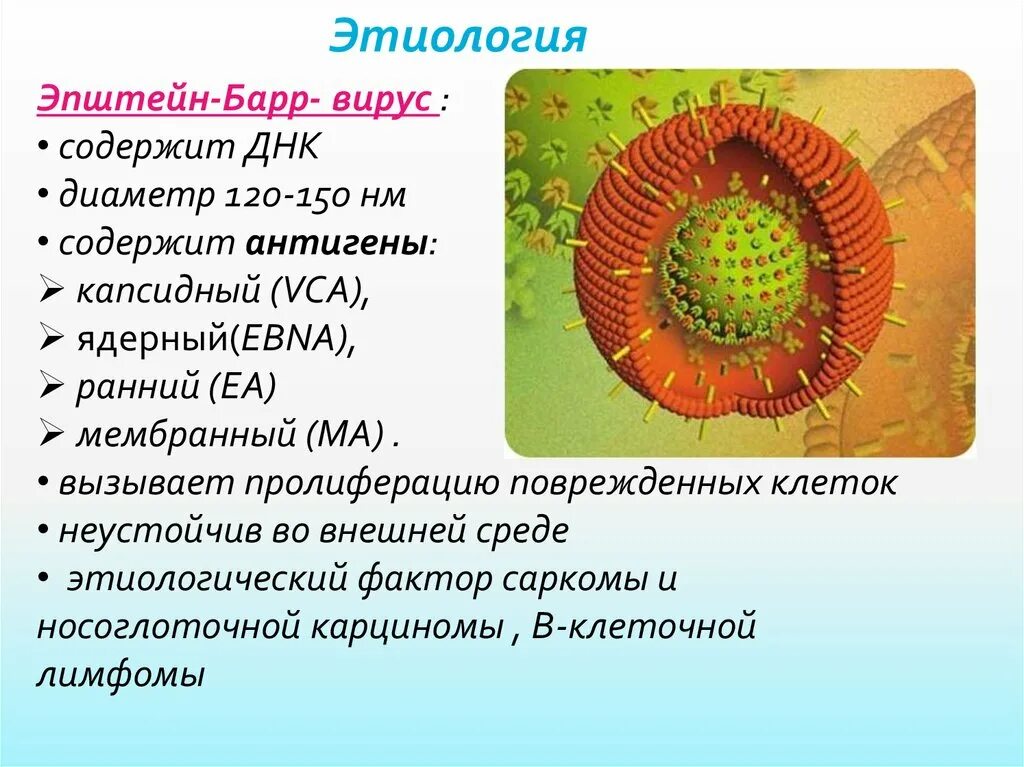 Epstein barr virus капсидный. Эпштейна-Барра вирусная инфекция что это. Строение вируса Эпштейна-Барр. Структура вируса Эпштейна Барра. Вирус Эпштейна Барра строение.