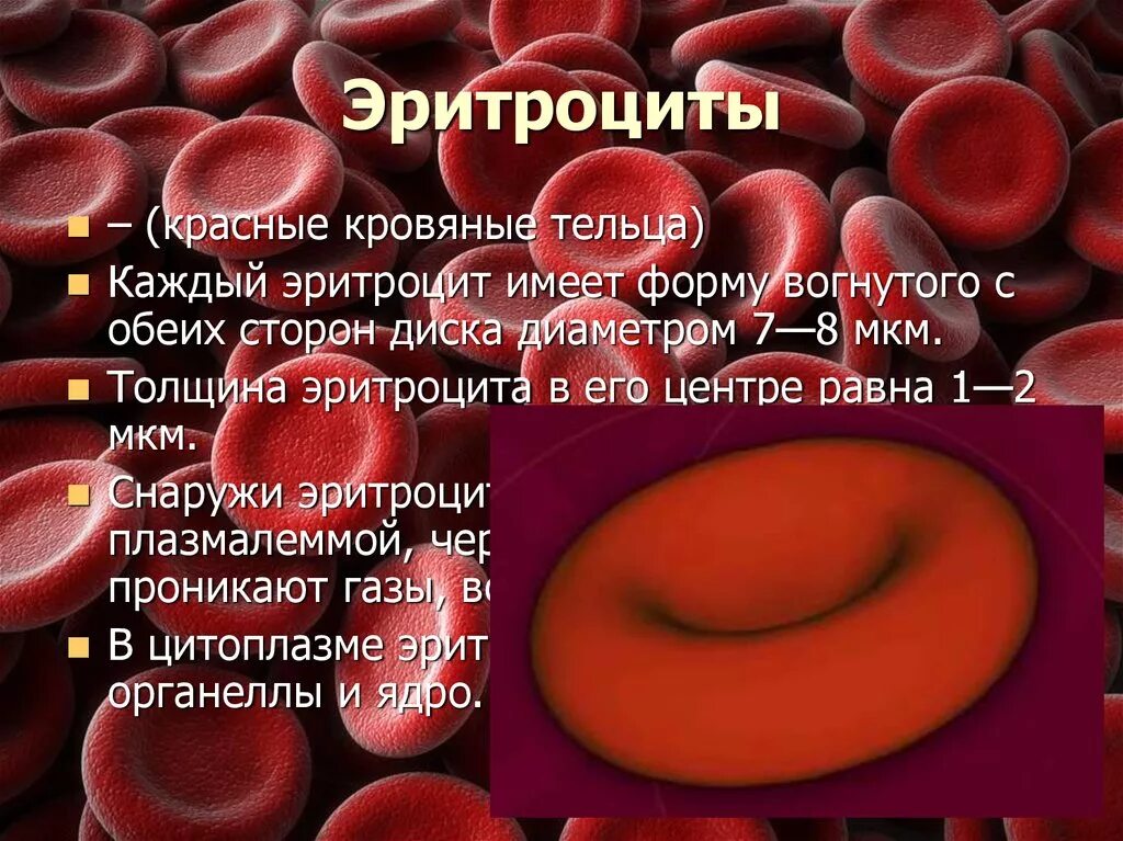 Печень образование эритроцитов. Кровяные тельца. Эритроциты в крови. Эритроциты красные. Красные кровяные тельца называются.