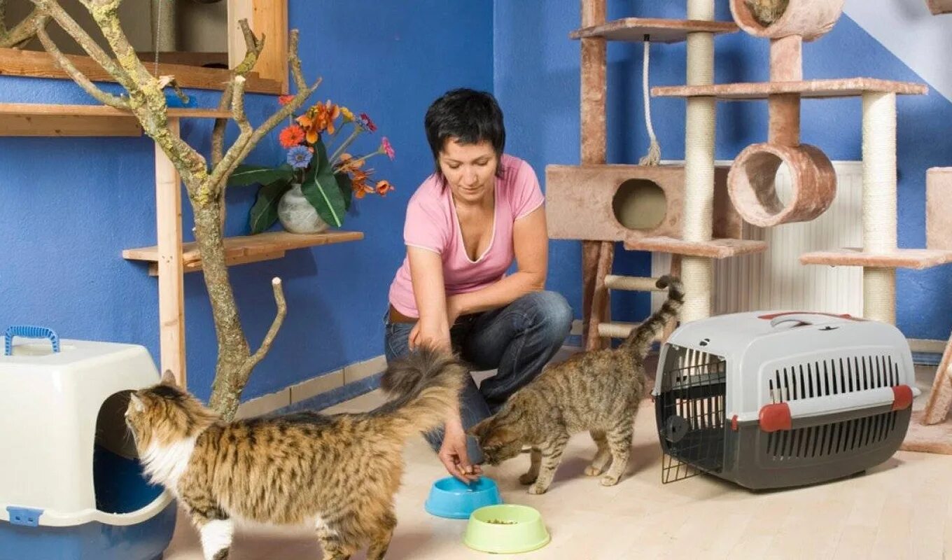 Отель для котов. Гостиница для кошек. Зооняня гостиница для животных. Присмотр за домашними животными.