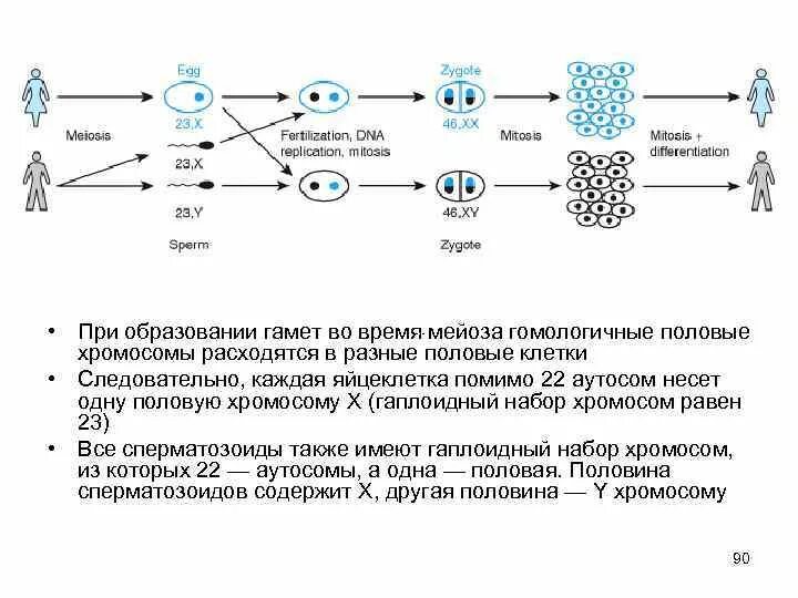 Образование гаплоидного набора хромосом в гаметах. Образование половых клеток расхождение хромосом. Процесс образования гамет. Гаплоидный набор хромосом несут половые клетки.