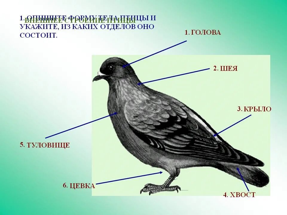 Строение птицы. Внешнее строение птиц. Строение тела птицы. Строение птицы для детей.