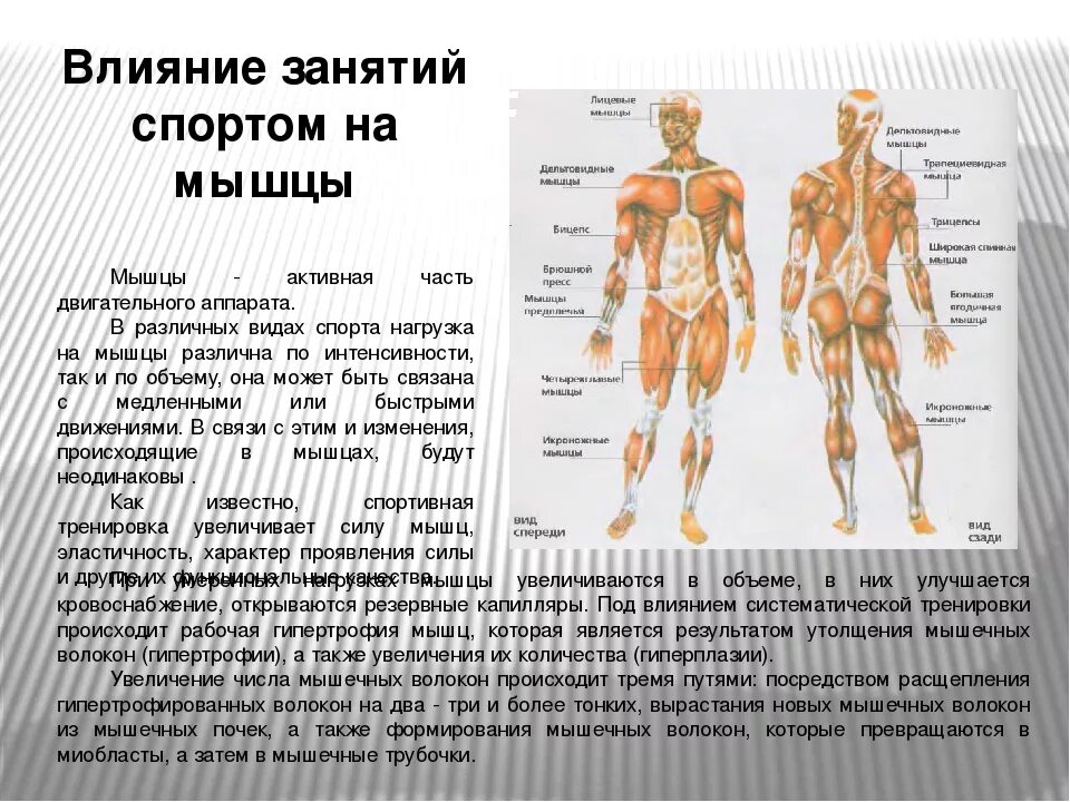 Мышца росла