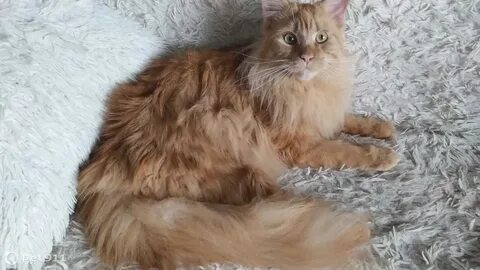 Кун томске
