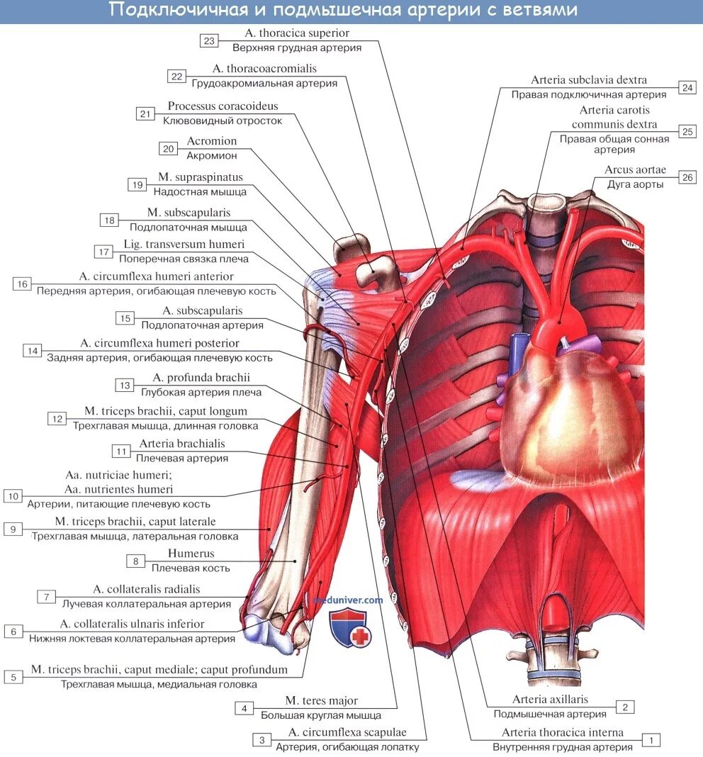 Внутренняя вена латынь. Анатомия сосудов подключичная артерия. Ветви подключичной артерии анатомия. Подключичная артерия и ее ветви схема. Топография подключичной артерии.