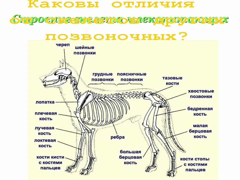 Составные части скелета собаки. Строение осевого скелета млекопитающих. Анатомия собаки части тела. Отдел скелета млекопитающих таблица собаки.