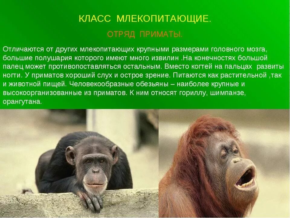 Главное отличие млекопитающих от других позвоночных это. Класс млекопитающие отряд приматы. рассказ о млекопитающих. доклад о млекопитающих. млекопитающие отличаются от других.