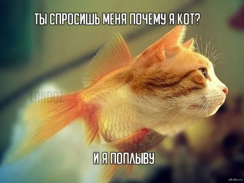 Хотим быть рыбками. Кот с рыбой. Смешные рыбы. Кошачьи плавники. Рыжий кот с рыбой.