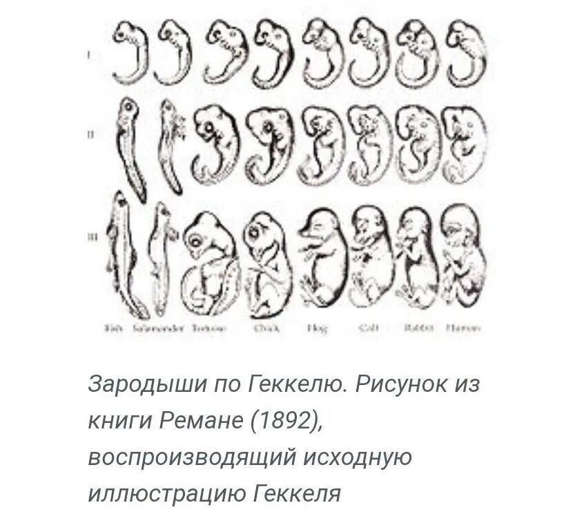 Онтогенез позвоночных закон геккеля. Схема зародышей Геккеля. Геккель рисунки эмбрионов. Эмбрионы Геккеля. Зародыши по Геккелю.