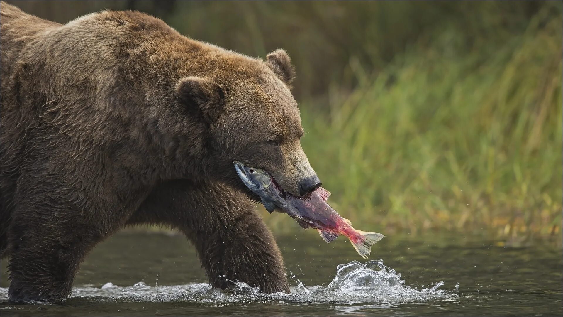 Медведь Гризли злой. Разъяренный медведь. Медведь Гризли огромный. Разъяренный медведь фото.