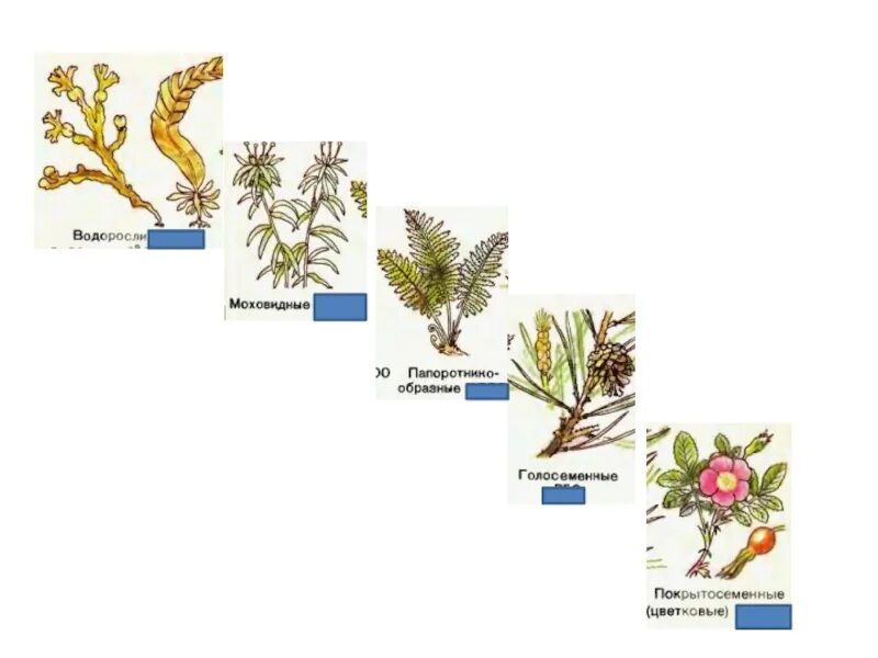 Водоросли хвощи покрытосеменные голосеменные. Голосеменные и Покрытосеменные растения. Водоросли это голосемянные. Покрытосеменные водоросли. Отдел Голосеменные классификация.