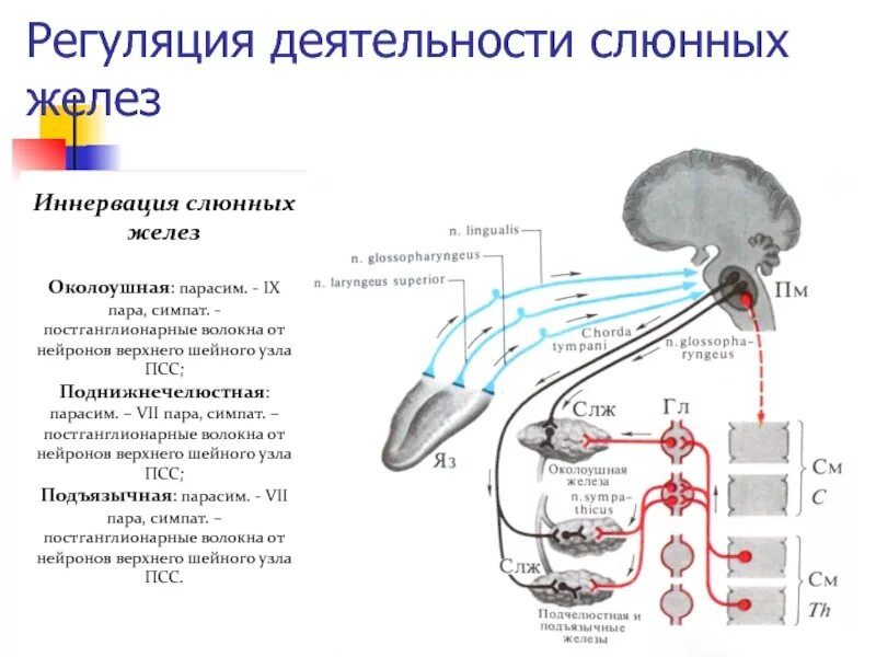 Регуляция секреторных функций. Регуляция секреторных функций