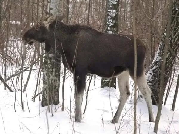 Лось вологда