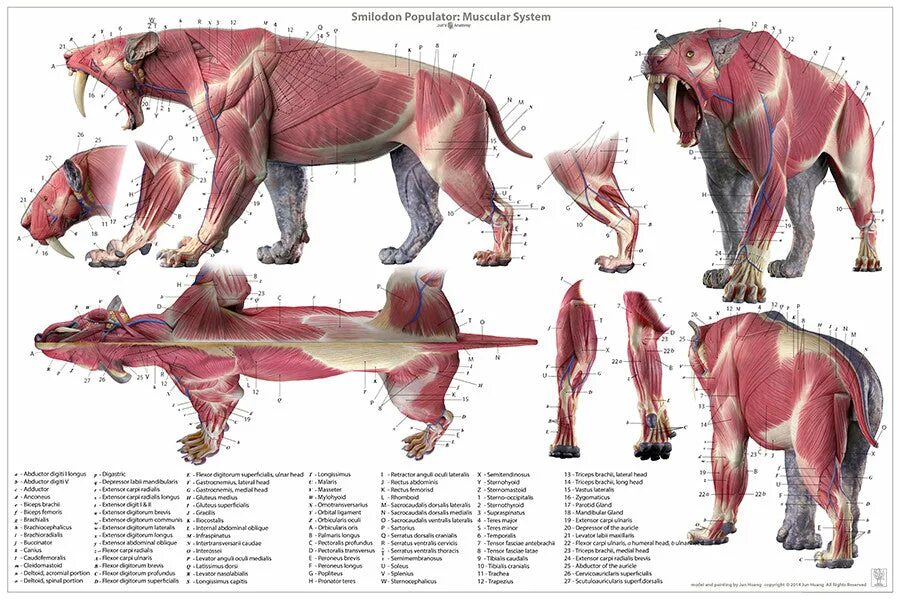 Особенности внутреннего строения медведя. Смилодон анатомия. Смилодон референс анатомия. Анатомия медведя. Анатомия мышц медведя.