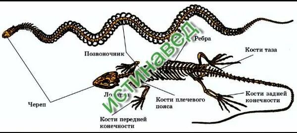 Скелет змей отличается от скелета безногих ящериц. Скелет змей отличается от скелета безногих ящериц