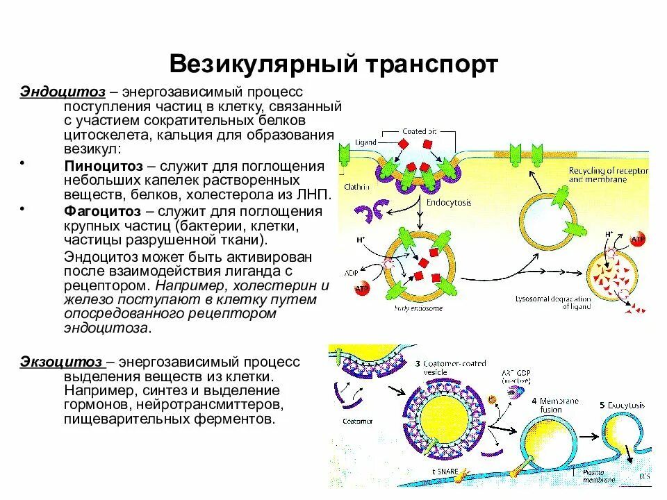 Какие вещества участвуют в транспорте веществ. Транспорт веществ через мембраны: везикулярный транспорт.. Эндоцитоз экзоцитоз транспорт веществ. Эндоцитоз схема.