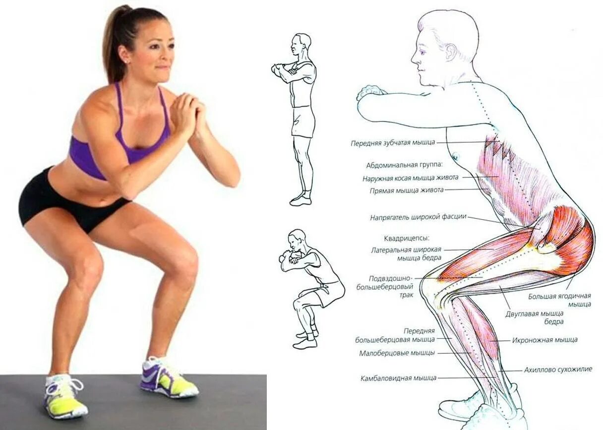 Упражнения на ноги приседания. Приседания техника выполнения. Мышцы ног приседания. Занятие для похудения приседания. Что будет если делать приседания