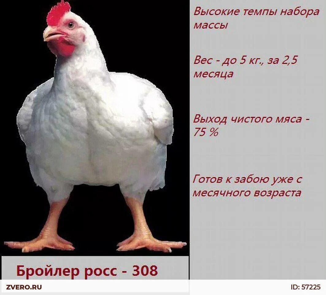 Росс 308 характеристика бройлер описание фото