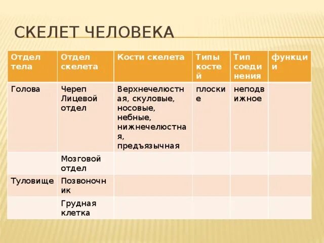 Отдел скелета особенности строения функции. Отделы скелета человека таблица. Тип костей скелета туловища. Отдел скелета кости Тип костей. Отделы тела отделы скелета кости скелета.