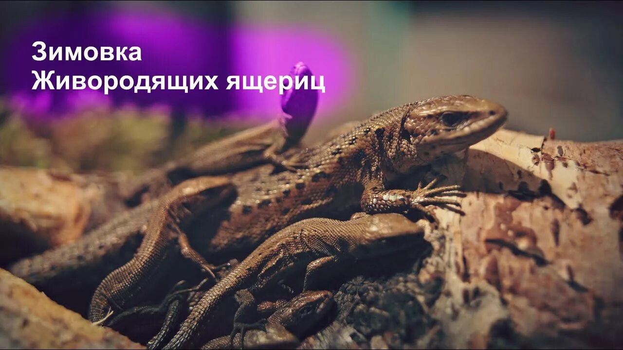 Ящерица спячка. Живородящая ящерица (Zootoca vivipara). Размножение живородящей ящерицы. Армянская Скальная ящерица. Ящерица зимует.