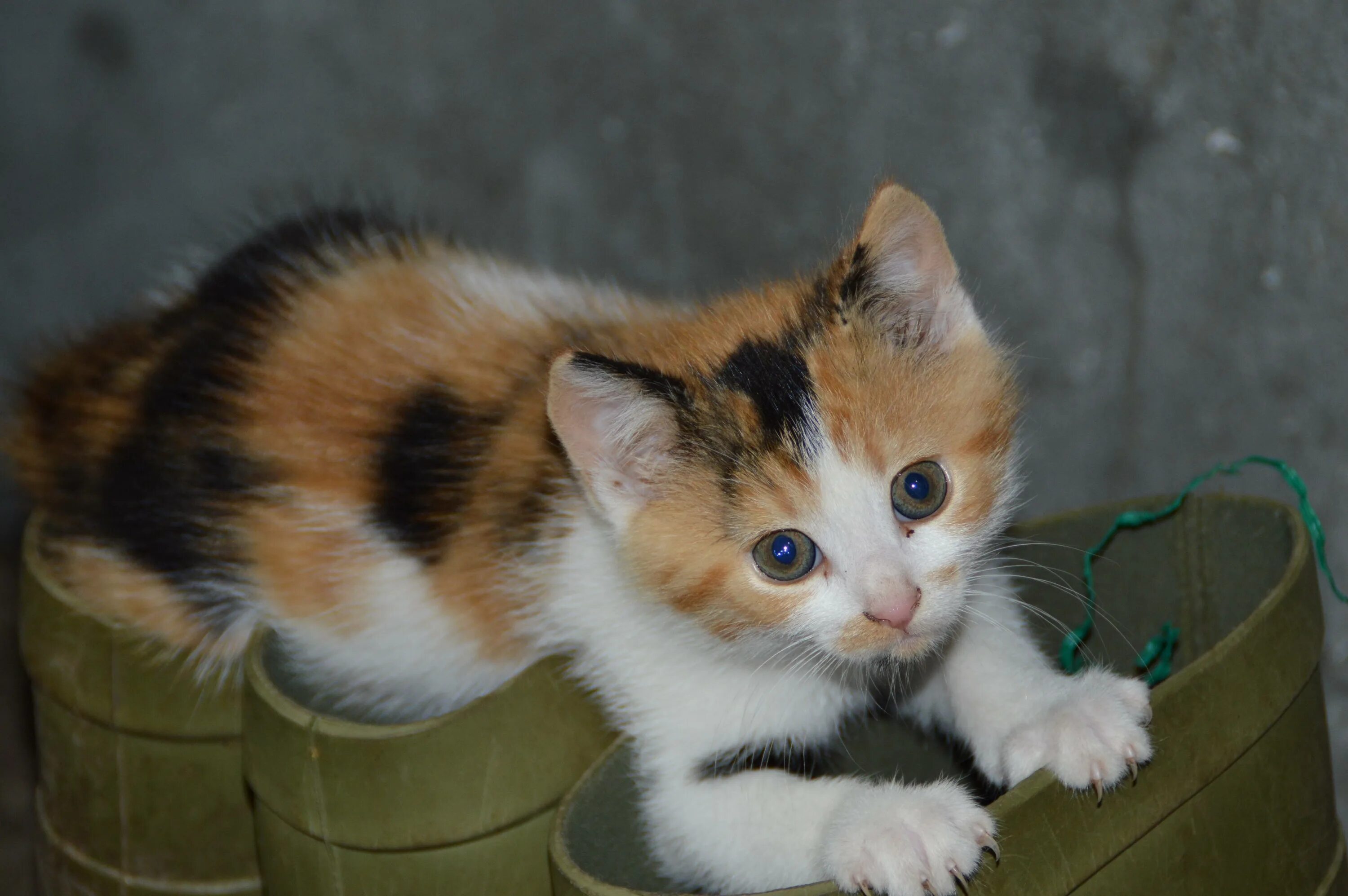 Какие котята родятся у трехцветной кошки. Трехшерстная кошка Калико. Трехцветные кошки Калико. Черепаховая кошка Калико. Беспородные кошки трёхцветные.