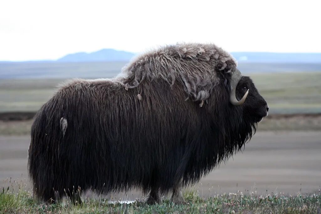 про овцебыка. шерсть овцебыка. мускусный овцебык. про овцебыка. остров врангеля овцебык.
