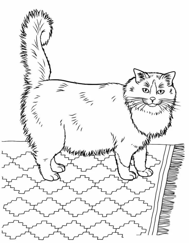Раскраски для детей коты распечатать бесплатно (1000 × 1305) Cat coloring page, Cat coloring book, Kittens coloring