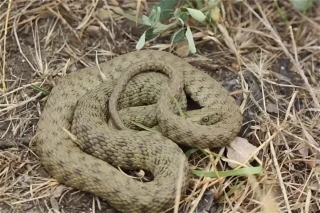 Animals of the Boreal Forest Ask A Biologist