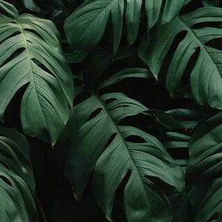 Dark plant