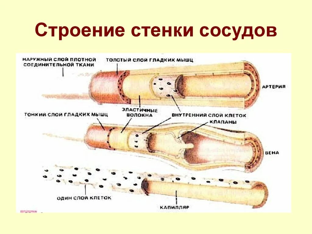 Строение артерий вен и капилляров. Строение стенки артерии и капилляра. Строение стенок сосудов артерий вен капилляров. Строение стенки сосудов анатомия. Артерии вены капилляры слои