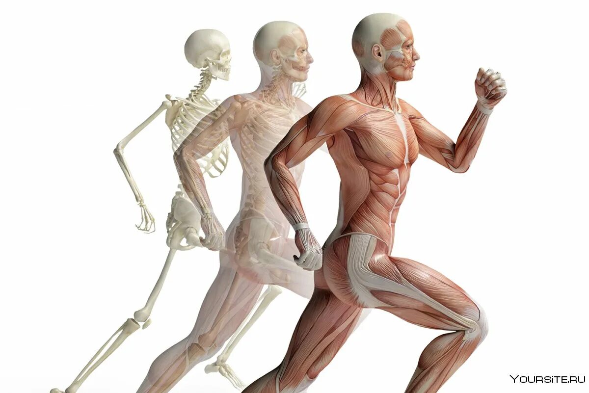 Опорно двигательная система мышцы человека анатомия. Мышечный скелет. Опорно двигательная система скелет и мышцы. Опорно-двигательная система (костно-мышечная). Мышечная система двигательная.