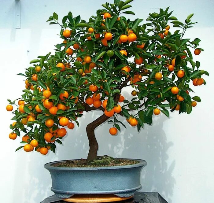 Une vraie oasis chez vous grâce aux plantes d'intérieur Citrus trees, Plants, In