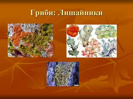 Царство лишайники