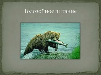 Голозои примеры