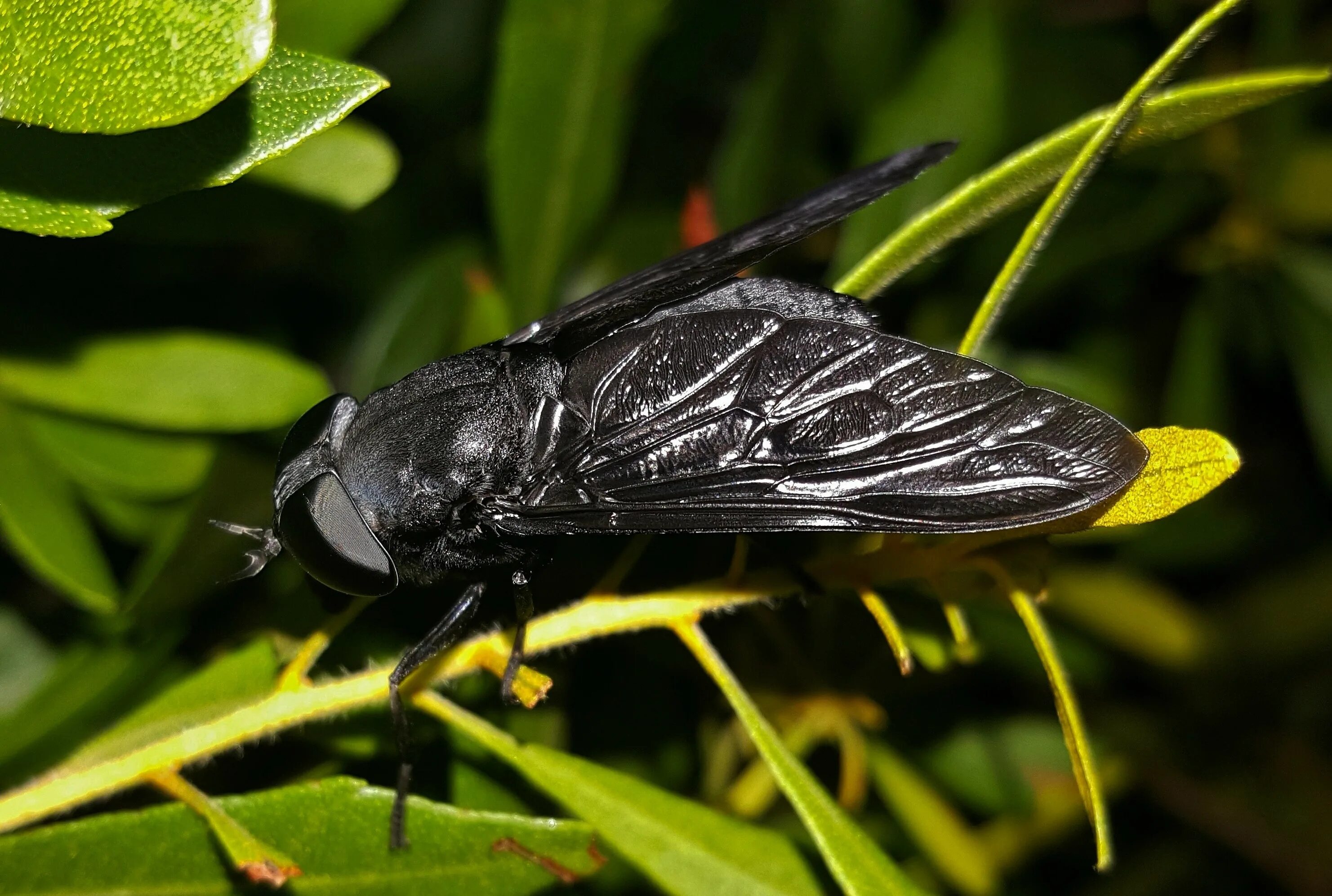 Слепень Tabanus chrysurus. Слепень златоглазка. Муха черная львинка. Слепень полуденный Hybomitra bimaculata. Черная мушка в цветах