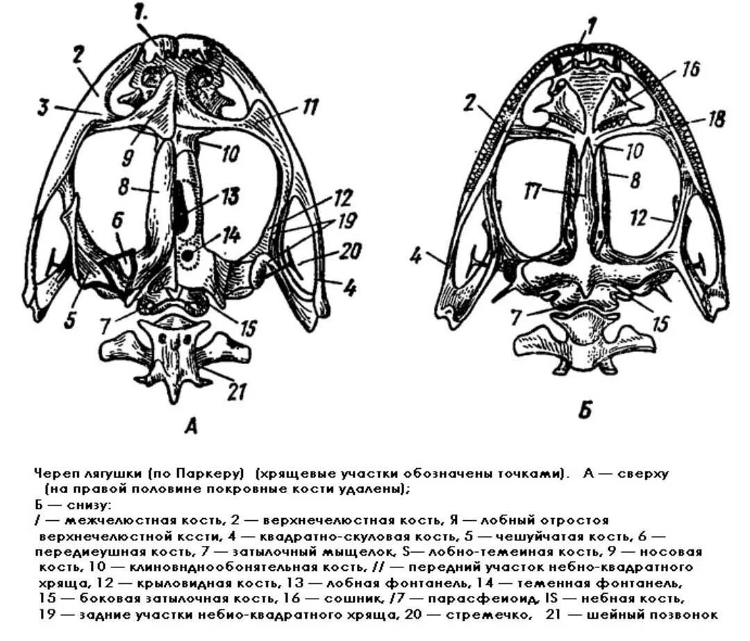 Череп лягушки сверху. Череп лягушки по паркеру. Скелет черепа лягушки. Скелет жабы. Скелет лягушки рогатки.