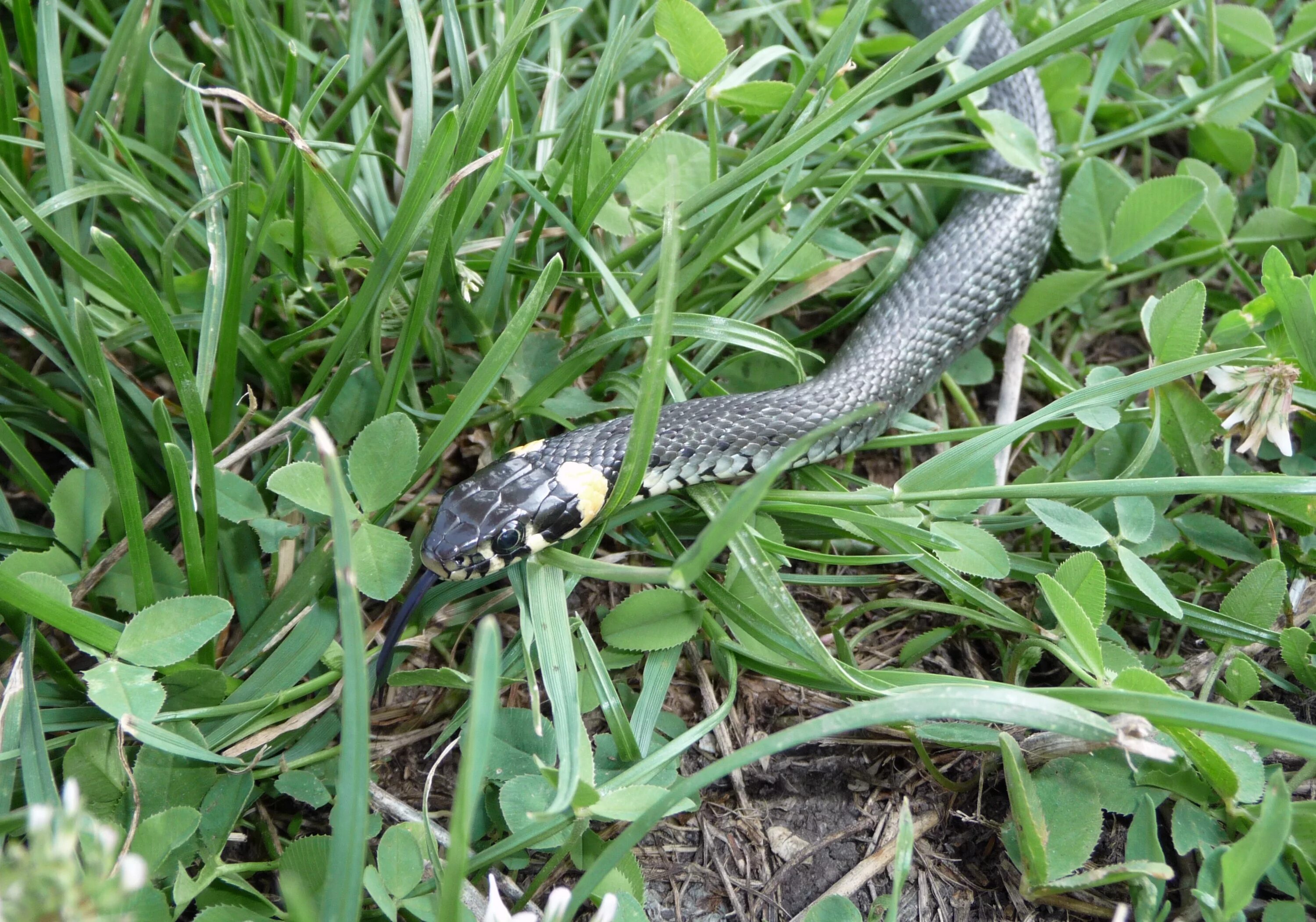 Grass snake. Уж обыкновенный - змея неядовитая. Обыкновенный уж Natrix Natrix. Уж обыкновенный Курской области. Травяная змея Natrix Natrix.