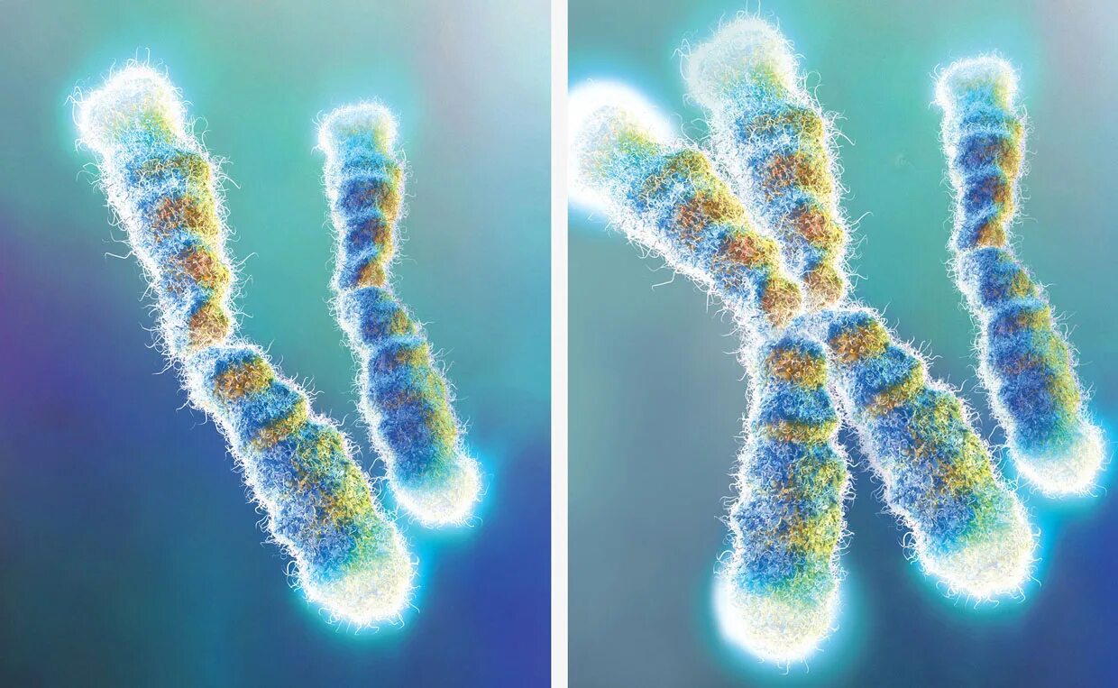 Хромосомы живых клеток. Хромосома ДНК теломеры. Теломер ДНК. Теломеры микрофотография.
