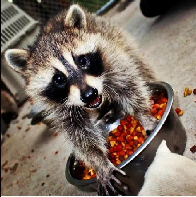 енот полоскун ворует еду. енот полоскун кушает. енот полоскун коричневый. енотовидная собака и енот. енот полоскун маленький.