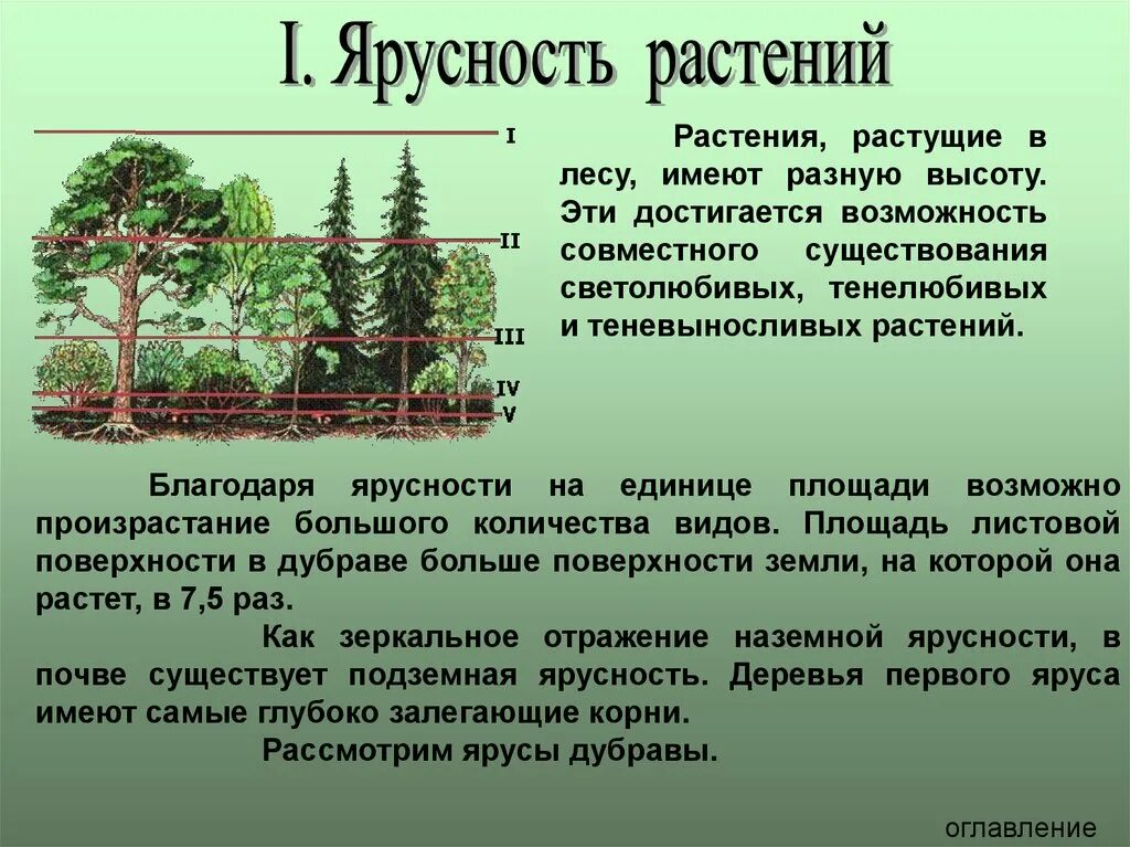 Какую роль играет ярусность в природных сообществах