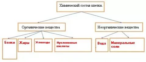 Схема химический состав клетки