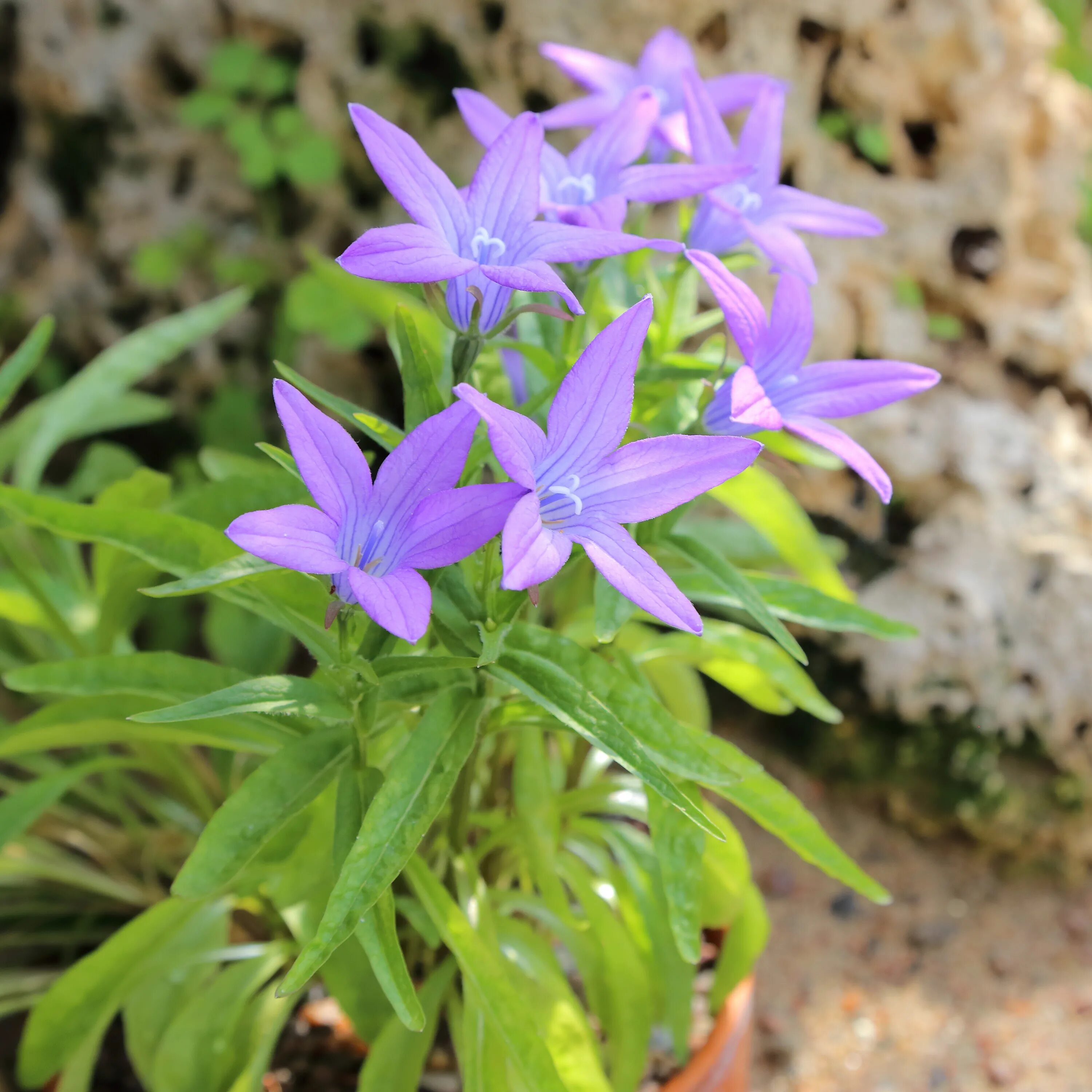 Campanula altaica. Колокольчик Стевена. Колокольчик гарганский. Колокольчик алтайский