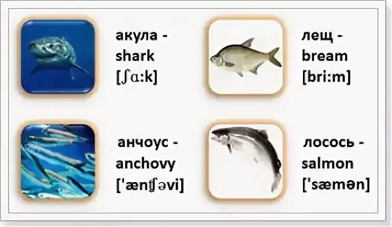 Английские слова рыба. Рыба на английском языке. Названия рыб по английскому. Рыбы на английском с переводом.