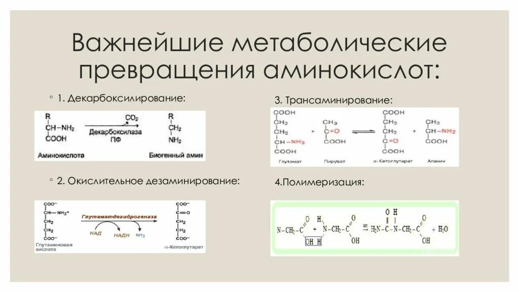 Общие пути метаболизма аминокислот. Метаболическое превращение аминокислот схема. Основные реакции метаболизма аминокислот. Метаболические превращения аминокислот. Метаболические преобразования аминокислот.